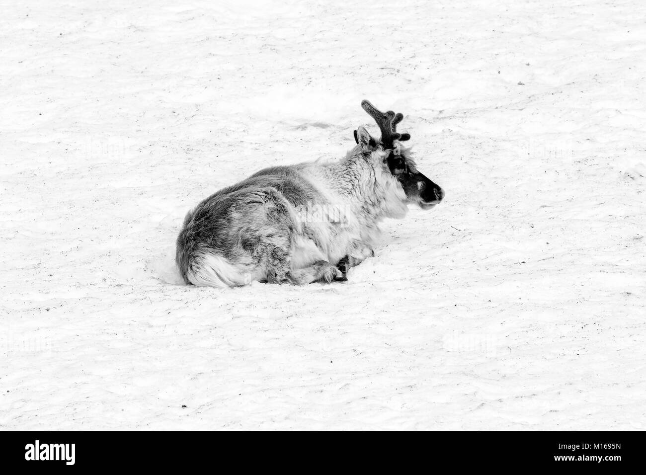 La renna rilassante in un snowfield in Spitsbergen, Svalbard, Norvegia Foto Stock
