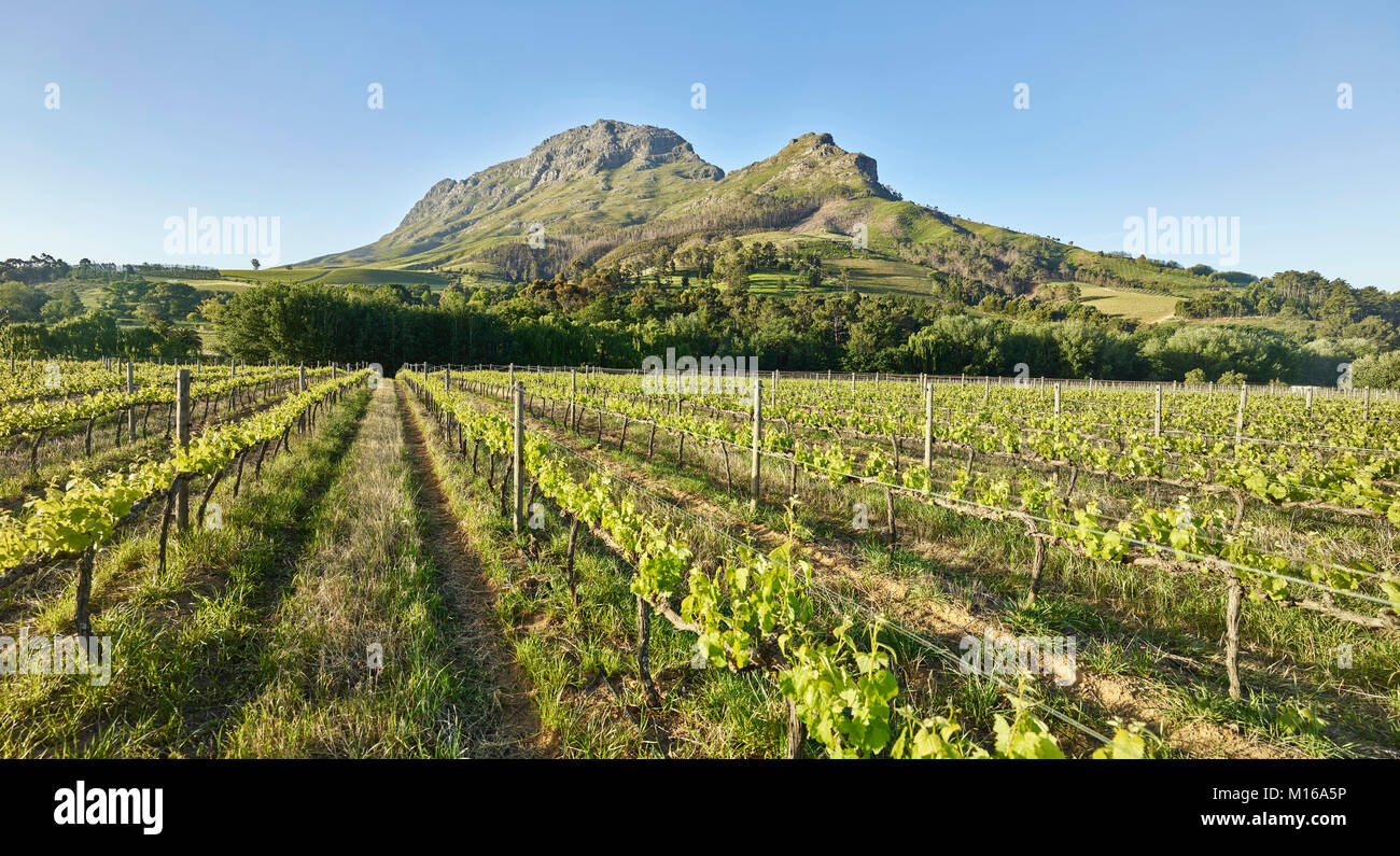 Aziende vinicole, viticoltura, Stellenbosch, Cape Winelands, Western Cape, Sud Africa Foto Stock