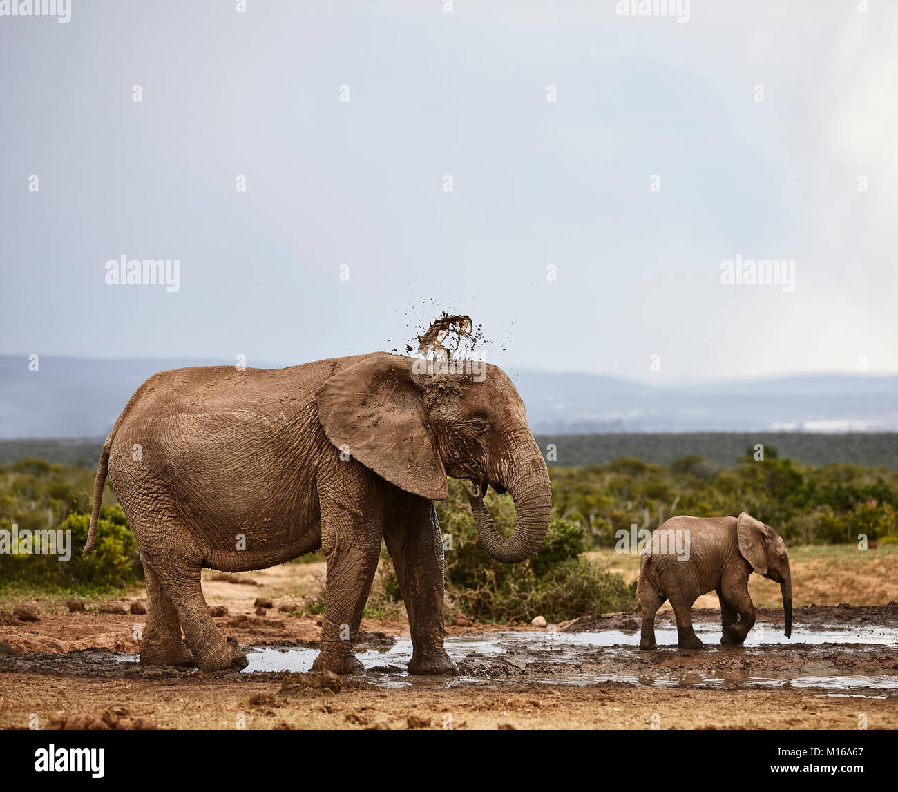 L'elefante africano (Loxodonta africana), madre con un giovane animale al waterhole, Addo Elephant National Park, Capo orientale Foto Stock