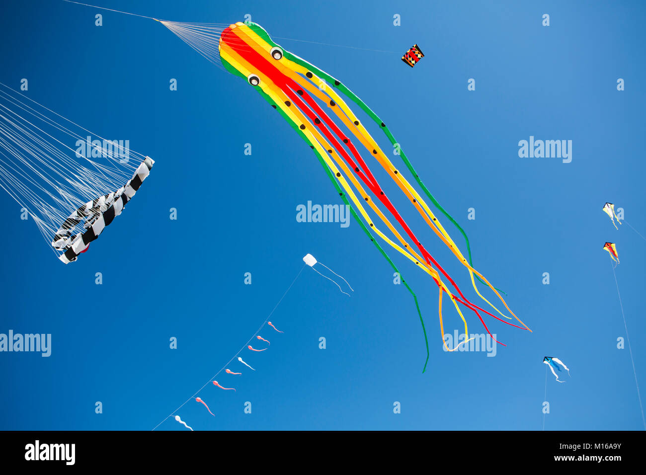 Varie aquiloni, sulla spiaggia, polpo, sperma, ovuli, uovo, snake, portbail, cotentin, alcuni, Normandia, Francia Foto Stock