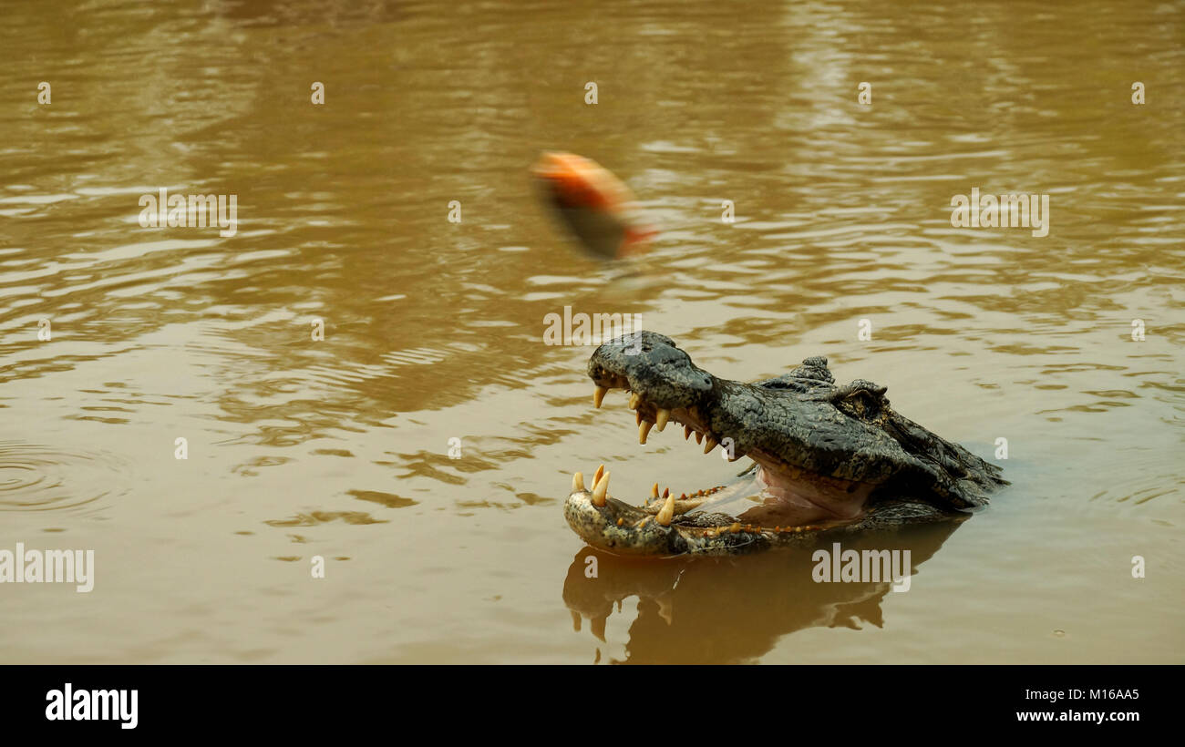 Alligatore in Amazonas, Bolivia. Foto Stock
