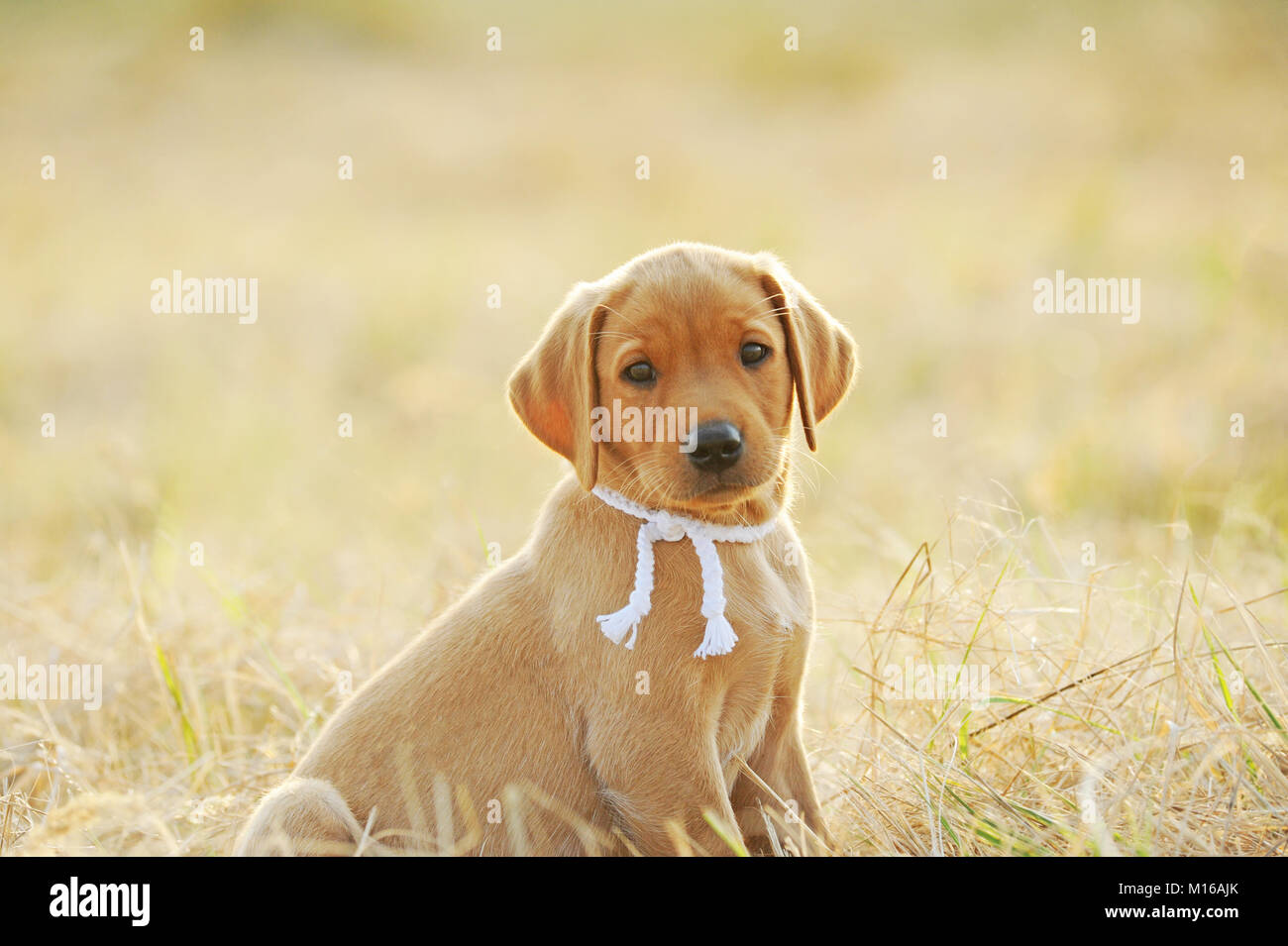 Il Labrador retriever giallo, cucciolo, 7 settimane, seduta in Prato Foto Stock