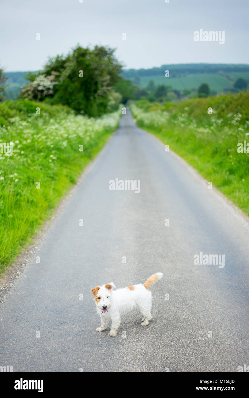 Carino Jack Russell Terrier fuori per una passeggiata su un vicolo del paese nella campagna inglese, Regno Unito Foto Stock