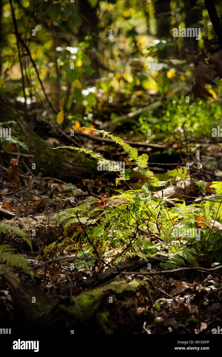 Felce nella foresta Foto Stock