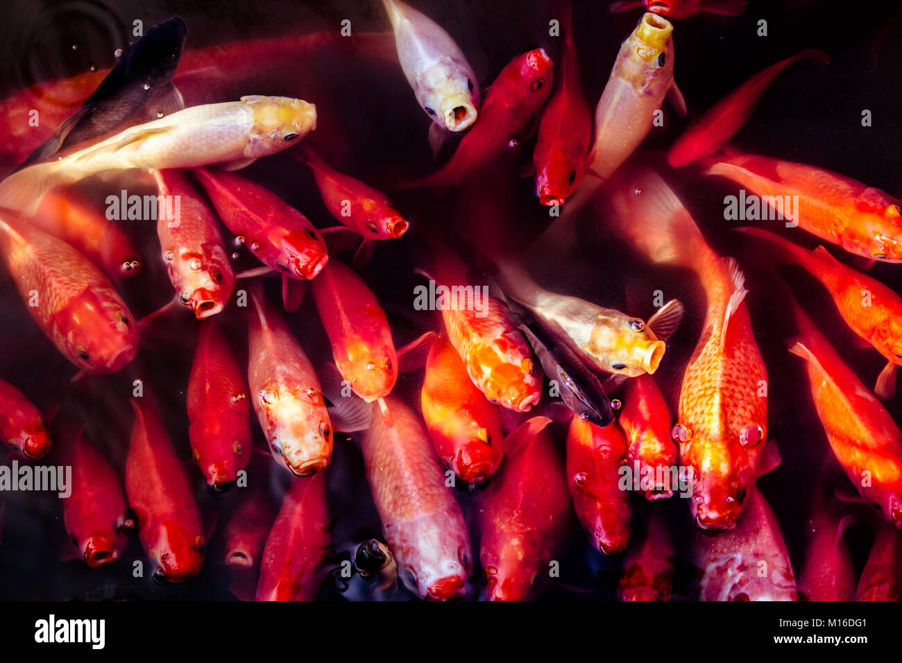 Pesce rosso Foto Stock