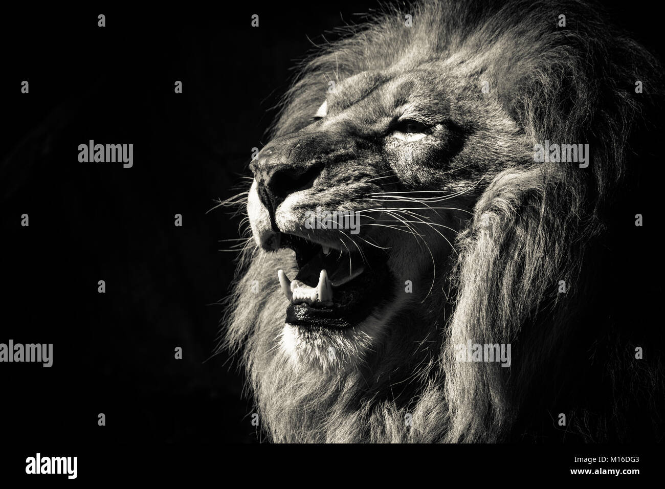 Profilo di Lion Foto Stock