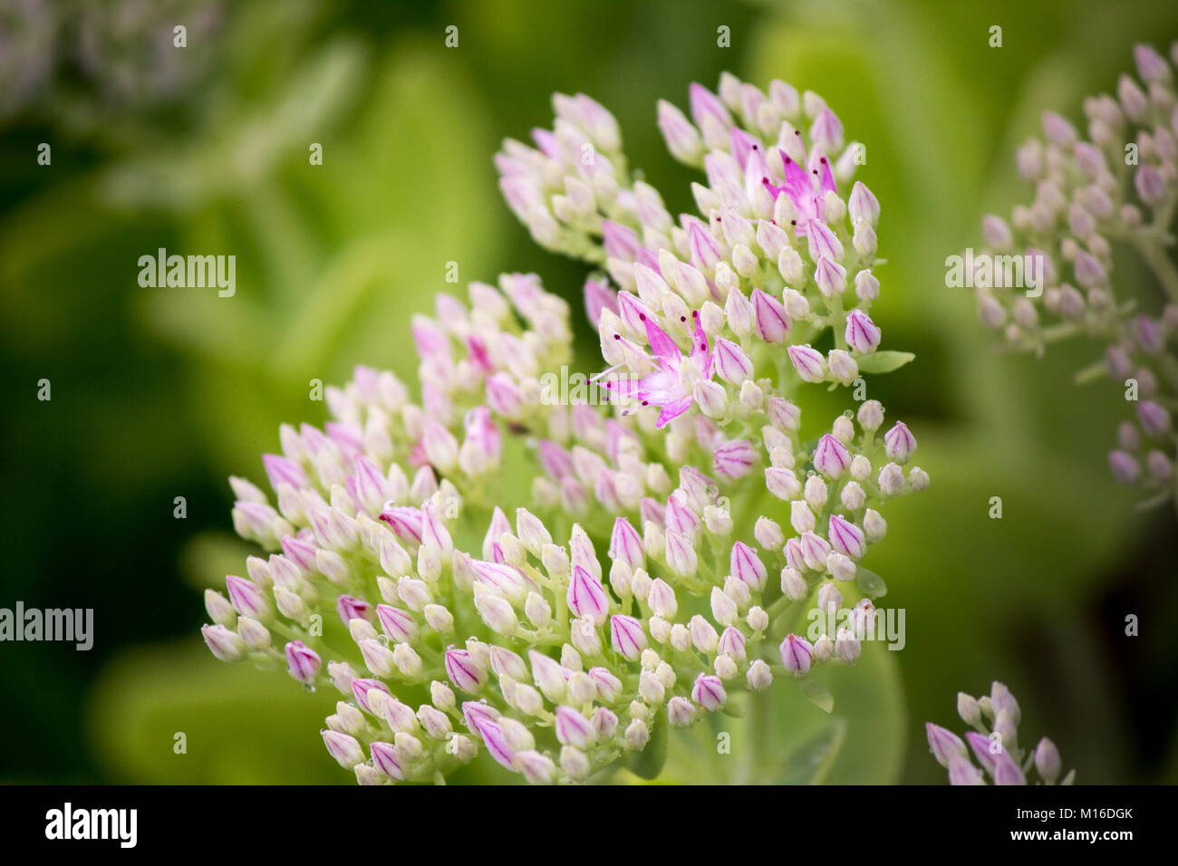 Piccoli Cluster di fiori Foto Stock