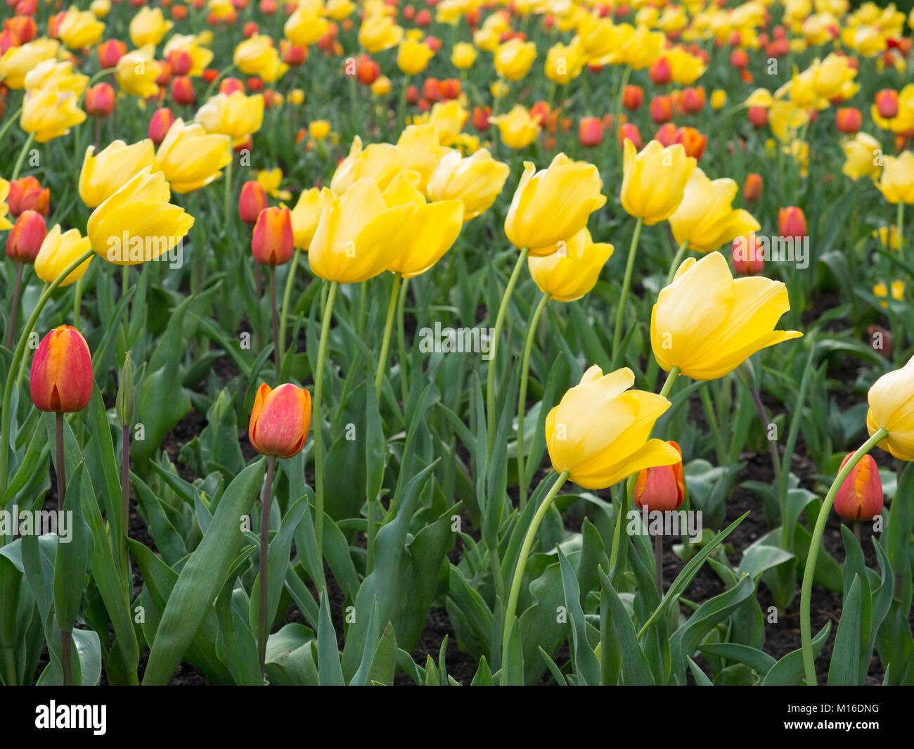 Tulipani gialli Foto Stock