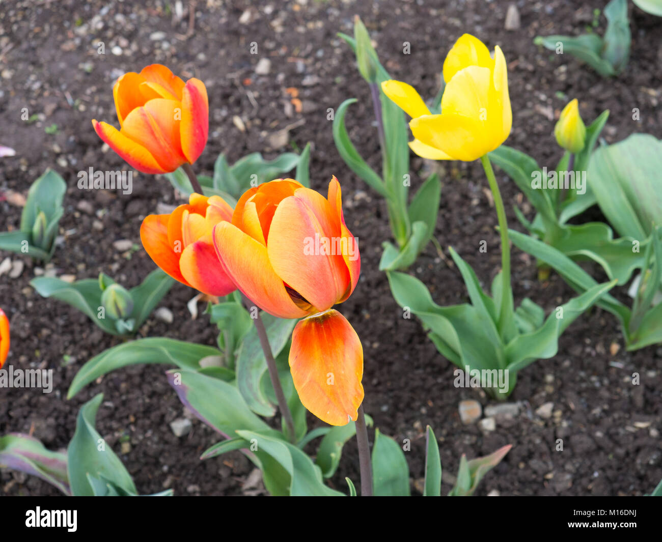 Tulipani arancioni Foto Stock