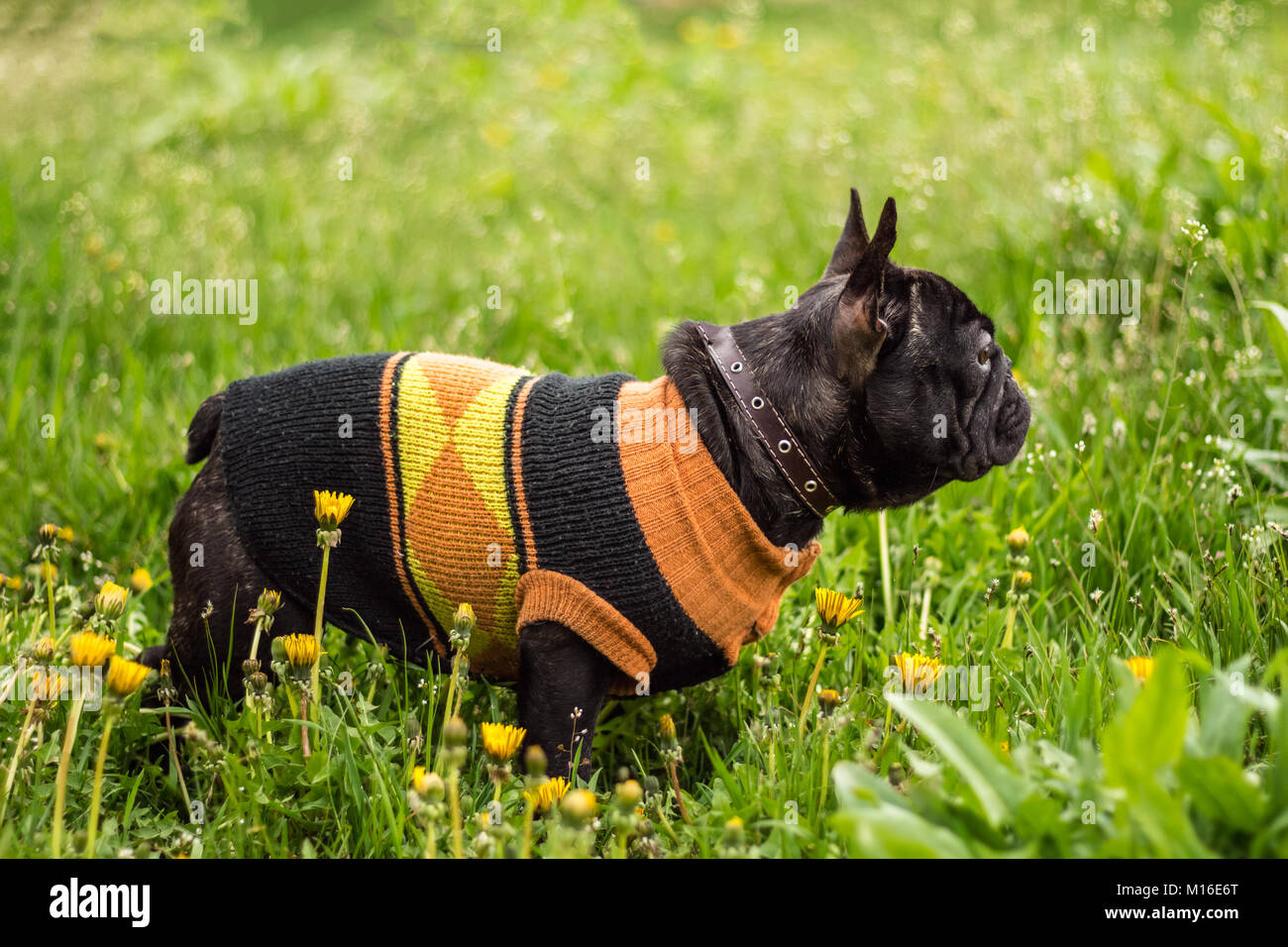 Bel giovane bulldog francese cane nel profilo in un prato verde Foto Stock