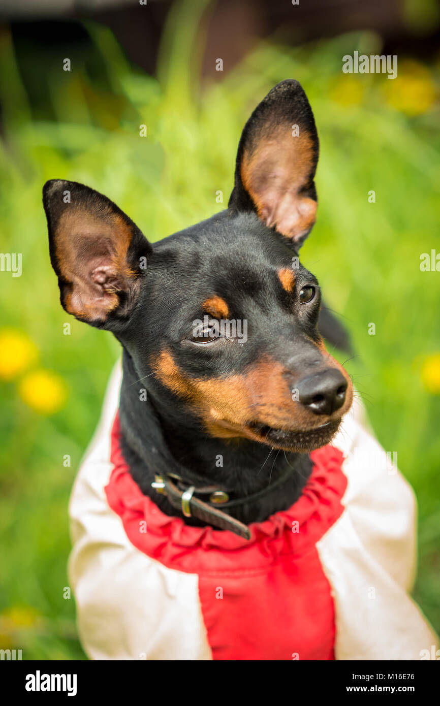 Del rullo di estrazione del muso di cane Pinscher close up nella camicia Foto Stock
