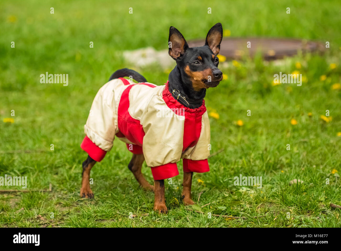 Pinscher del rullo di estrazione permanente sulla erba verde in un divertente bella bianco maglione rosso Foto Stock