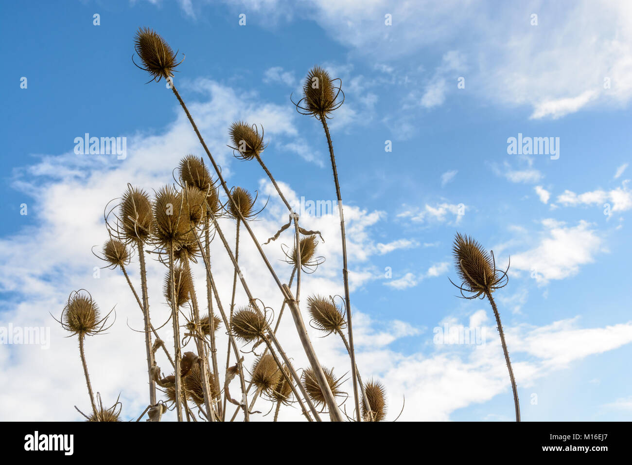Vista dal basso di un gruppo di secco thistle capi contro il cielo blu con nuvole bianche. Foto Stock