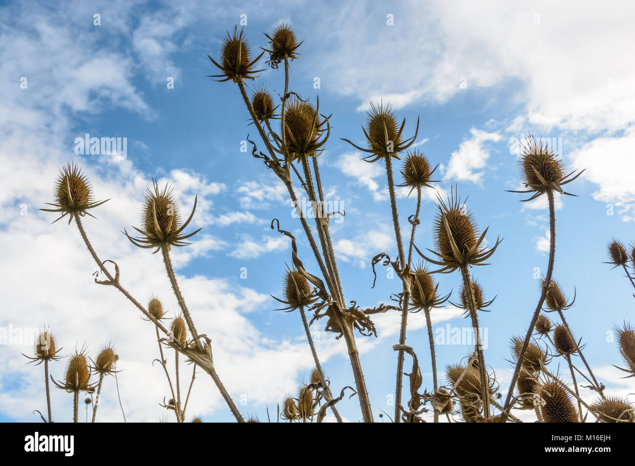 Vista dal basso di un gruppo di secco thistle capi contro il cielo blu con nuvole bianche. Foto Stock