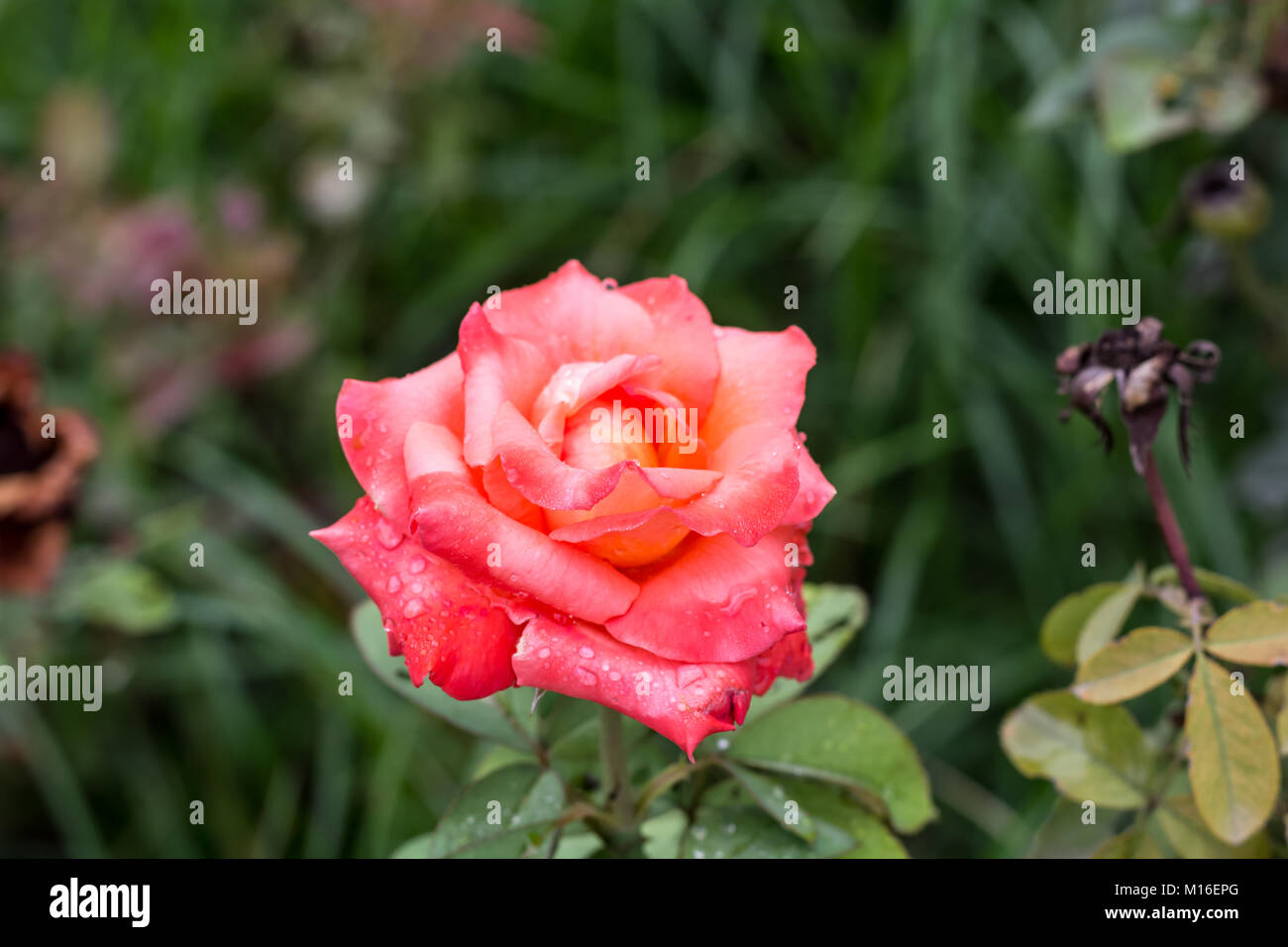La mattina presto bella rosa Flower Garden, rugiada sulle rose con ...