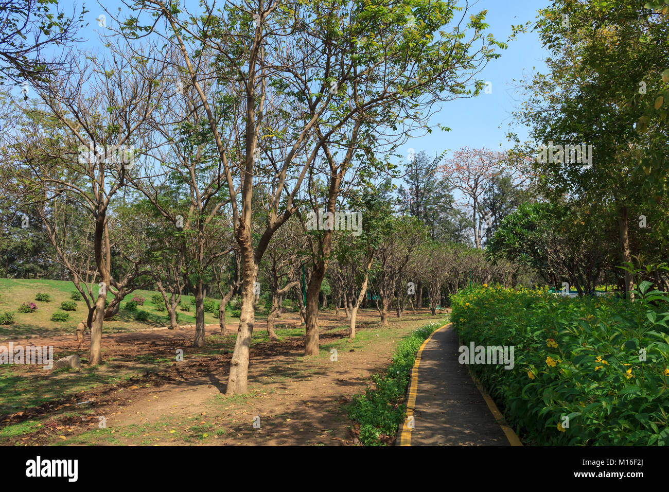 Parchi, Foresta, piante e verde paesaggio meraviglioso a Nuova Delhi in India Foto Stock