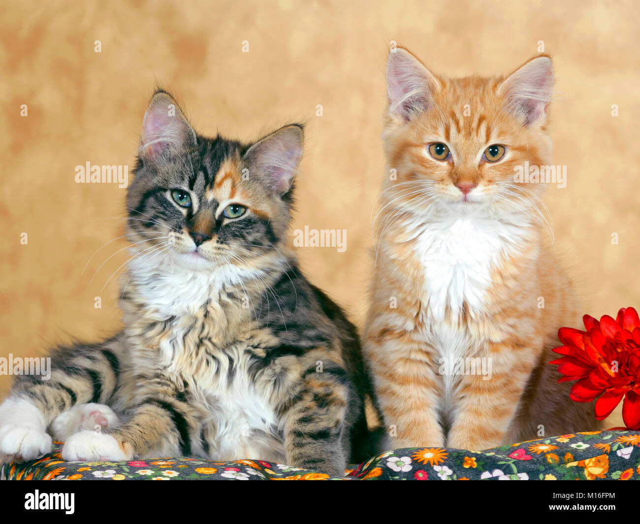 Calico gattino e lo zenzero tabby seduti insieme su pilllow , guardando curioso. Foto Stock