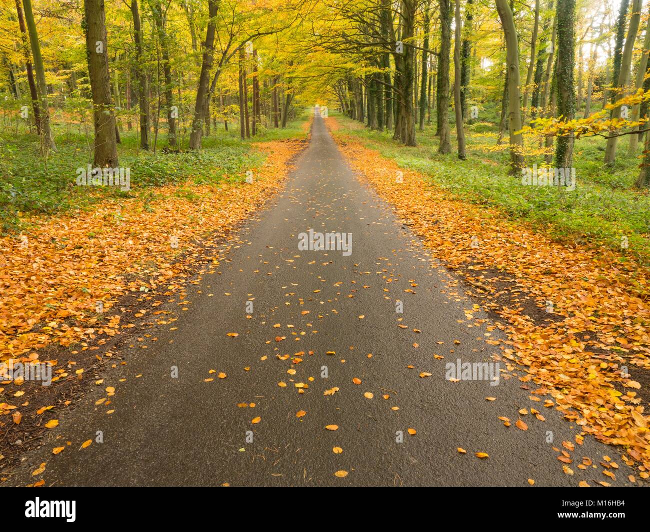 Paese deserta strada in autunno Foto Stock