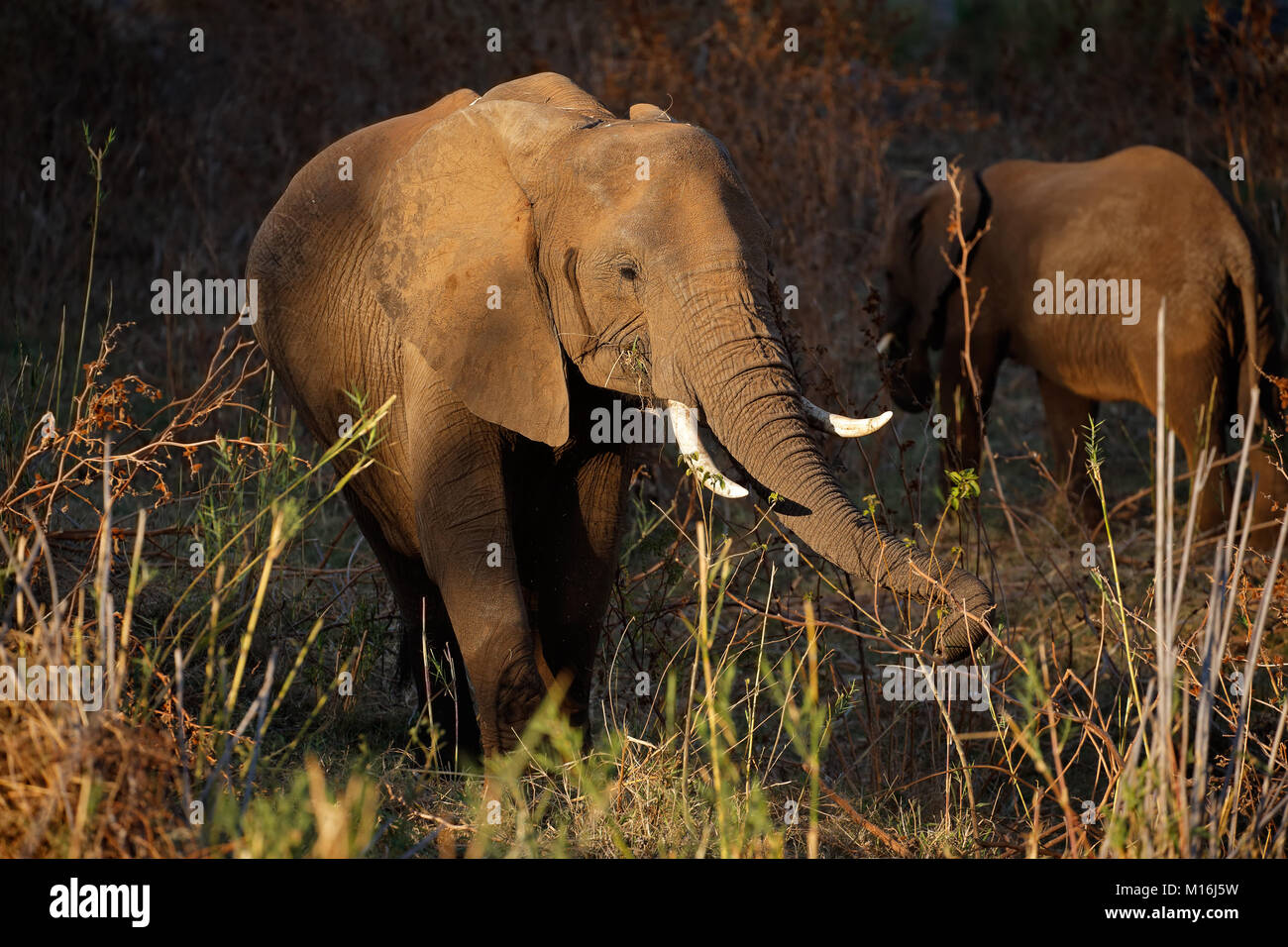 Elefante africano (Loxodonta africana) alimentazione, Kruger National Park, Sud Africa Foto Stock