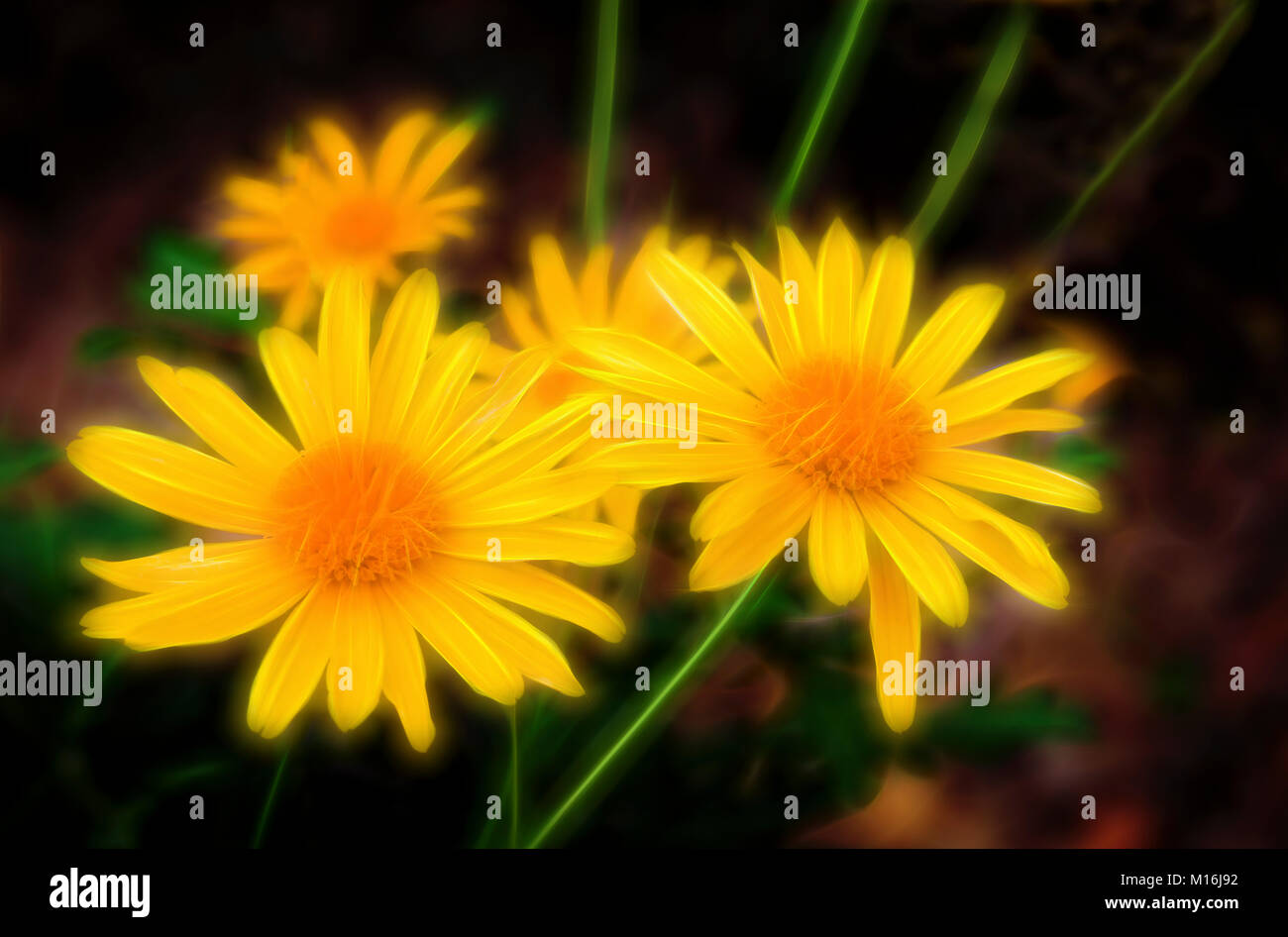Primo piano luminoso, coloratissimi fiori gialli Foto Stock