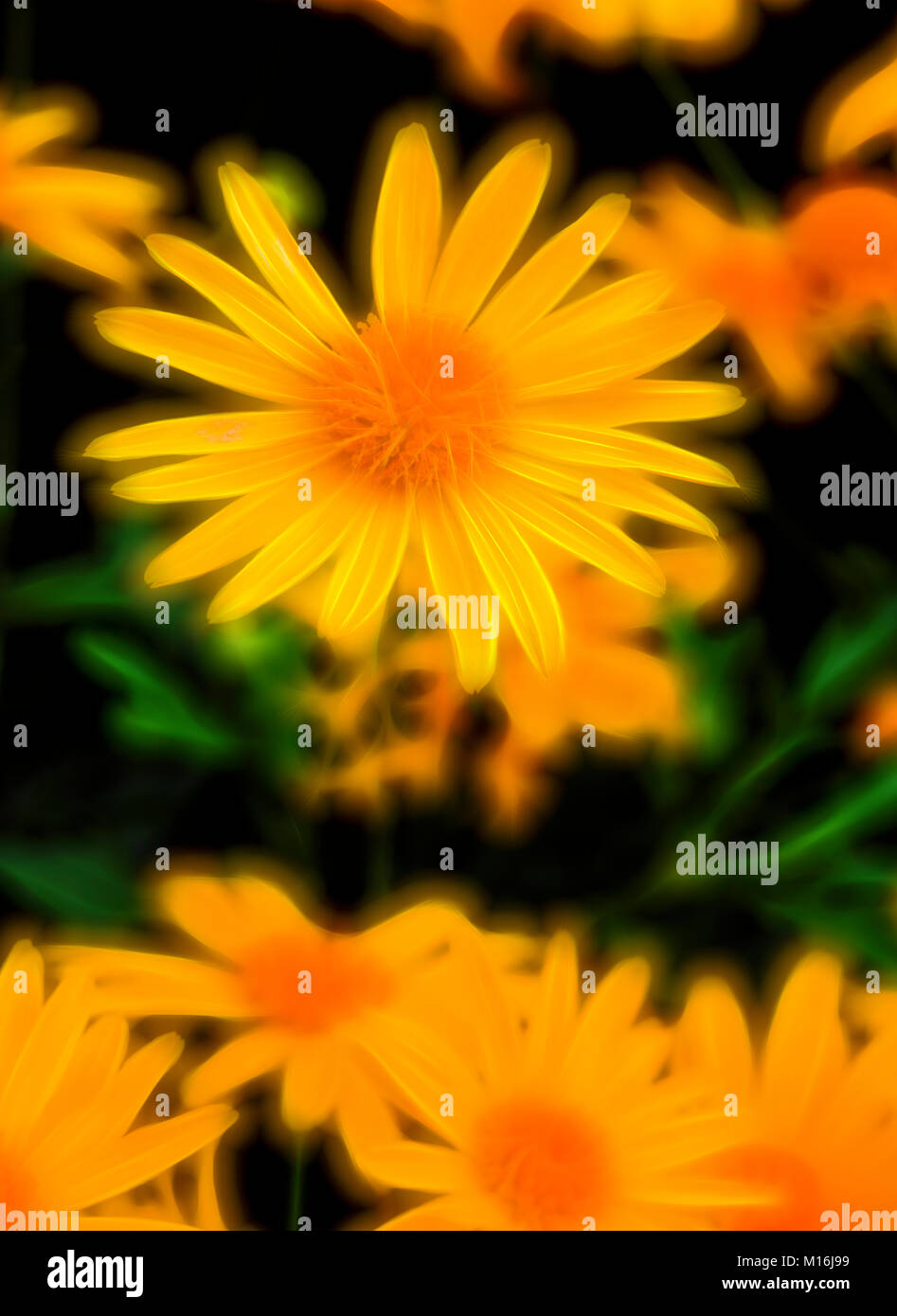 Primo piano luminoso, coloratissimi fiori gialli Foto Stock