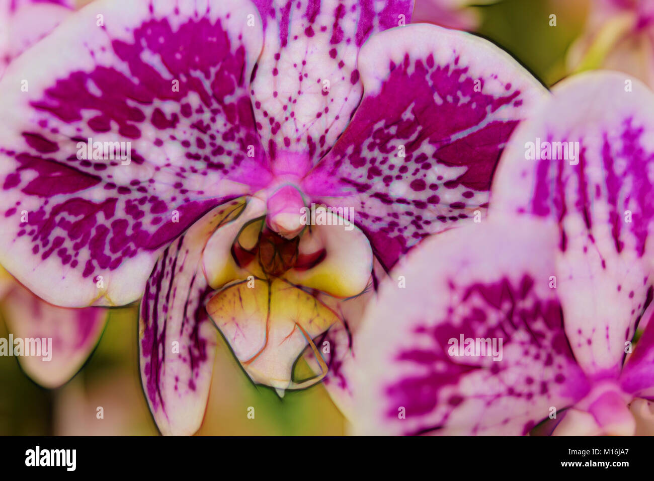 Primo piano della luminosa colorata di fiori di orchidea Foto Stock