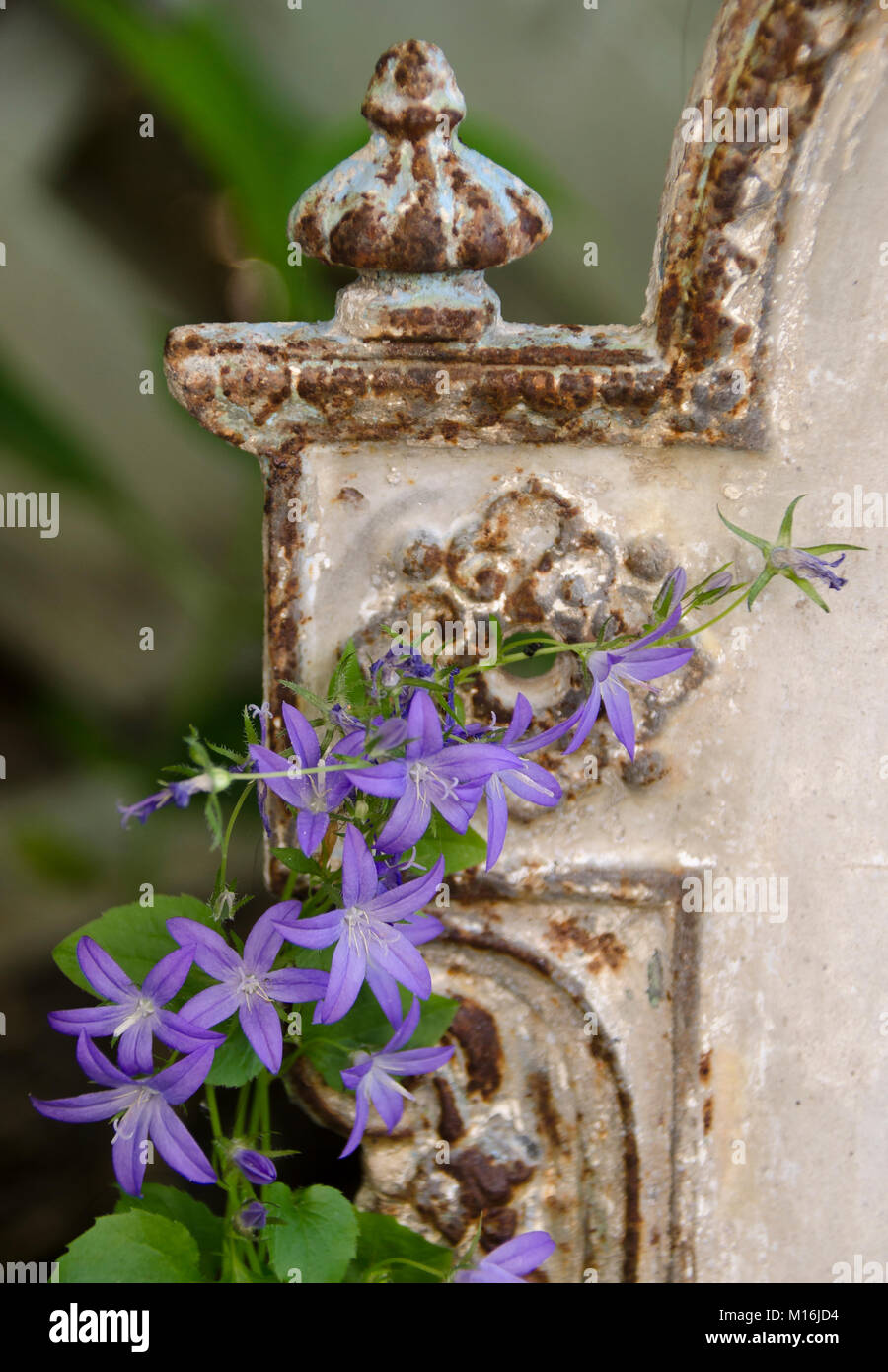Antikes ornamento Glockenblume mit Foto Stock