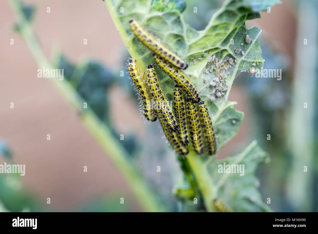 Le larve di caterpillar del cavolo bianco a farfalla per mangiare le foglie di cavolo nero Foto Stock