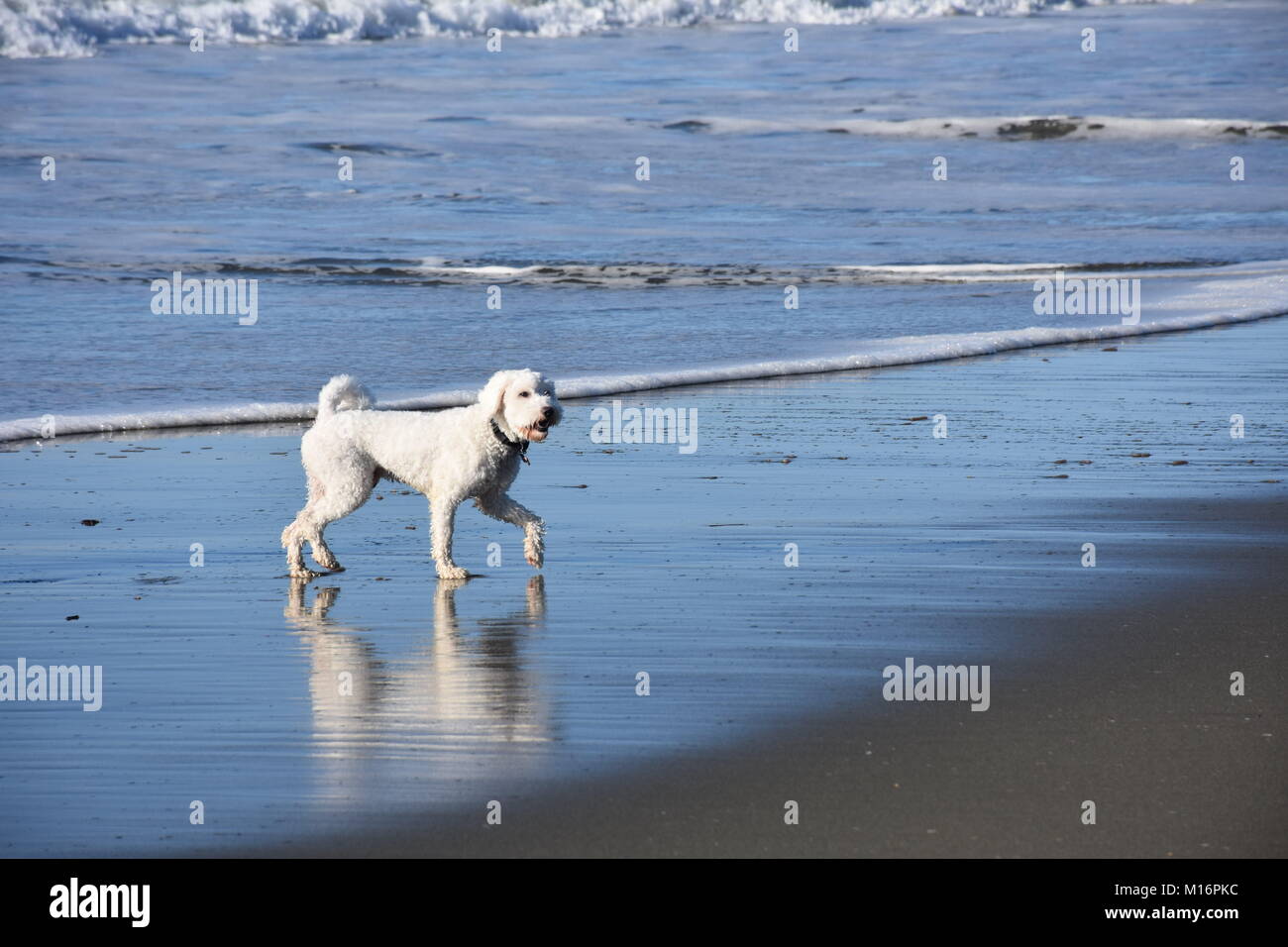 White Cockapoo giocando in onde su una soleggiata spiaggia sabbiosa Foto Stock