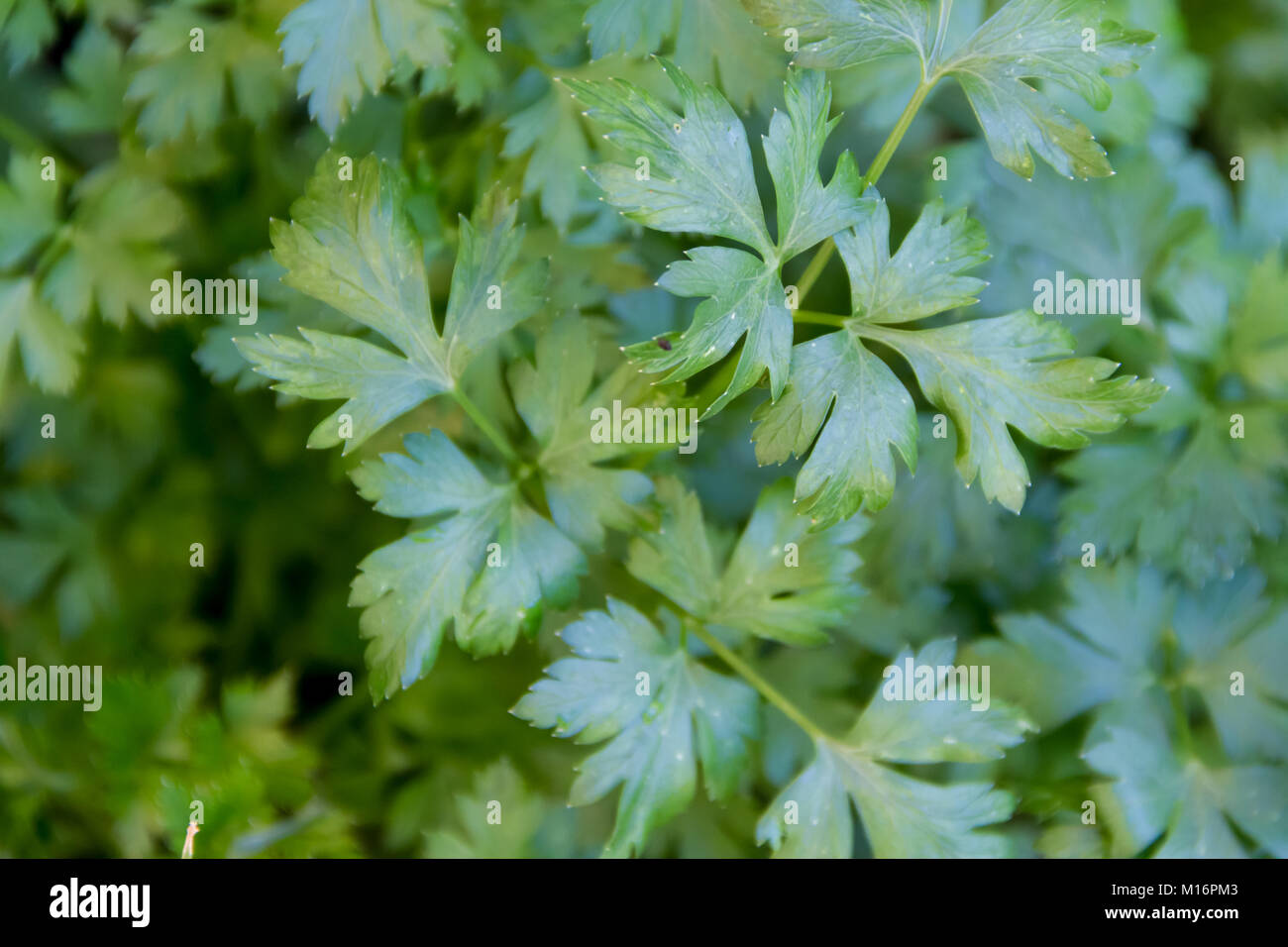 Il verde delle foglie fresche di prezzemolo organici da giardino Foto Stock