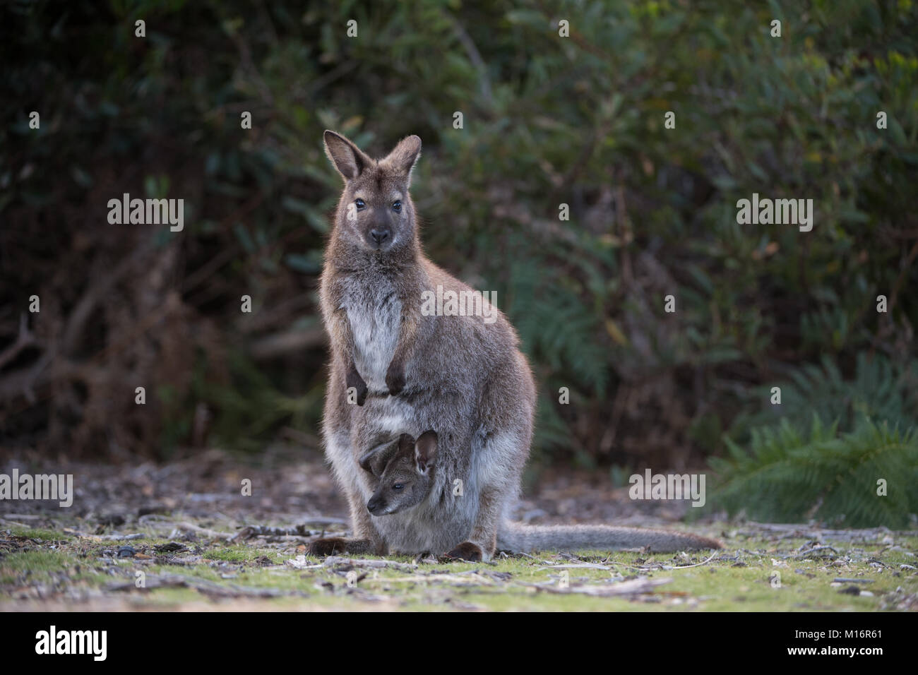 Bennets wallaby in piedi con joey guardando al di fuori del sacchetto in narawnapatu parco nazionale Tasmania Foto Stock