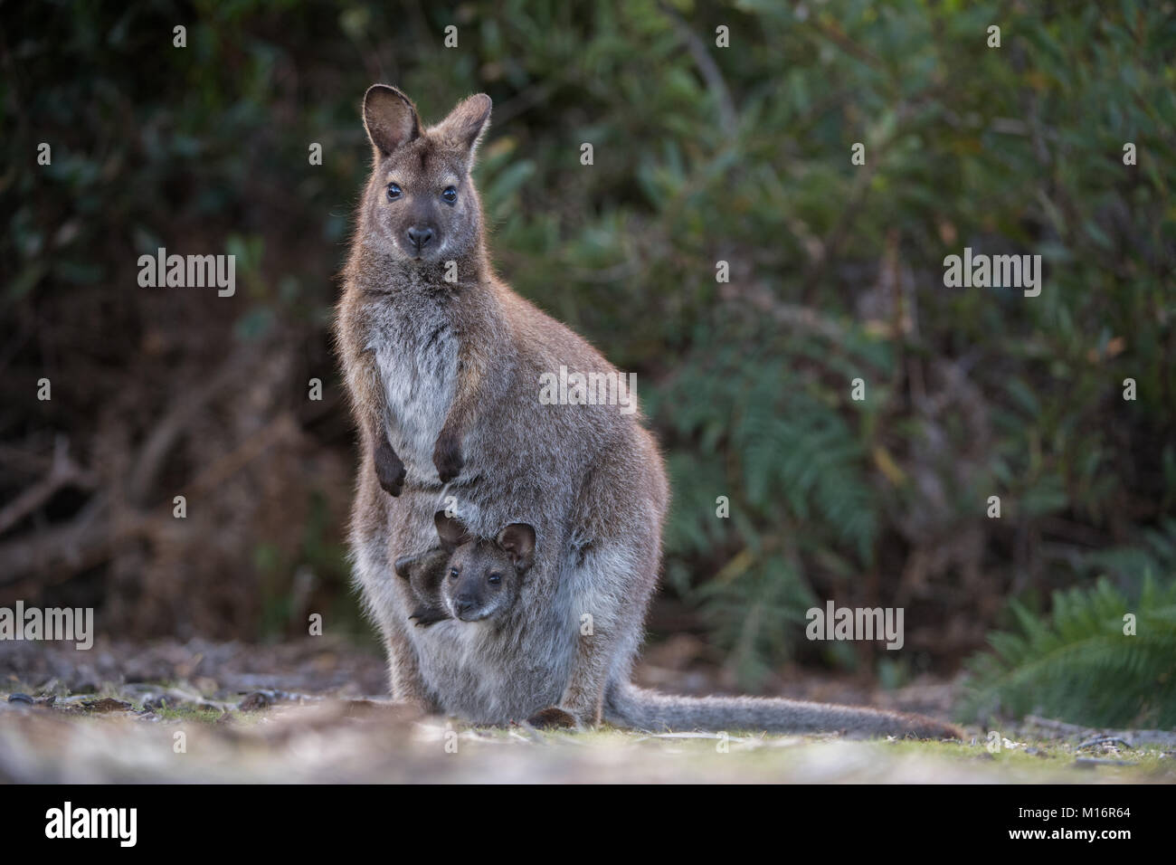 Bennets wallaby in piedi con joey guardando al di fuori del sacchetto in narawnapatu parco nazionale Tasmania Foto Stock