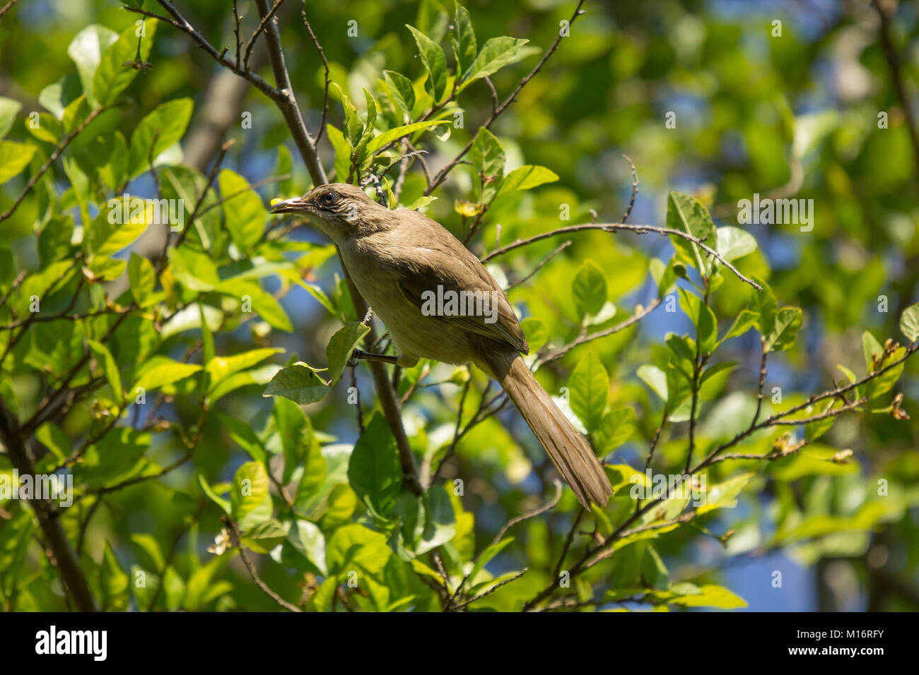 Close up Streak eared Bulbul bird su albero Foto Stock