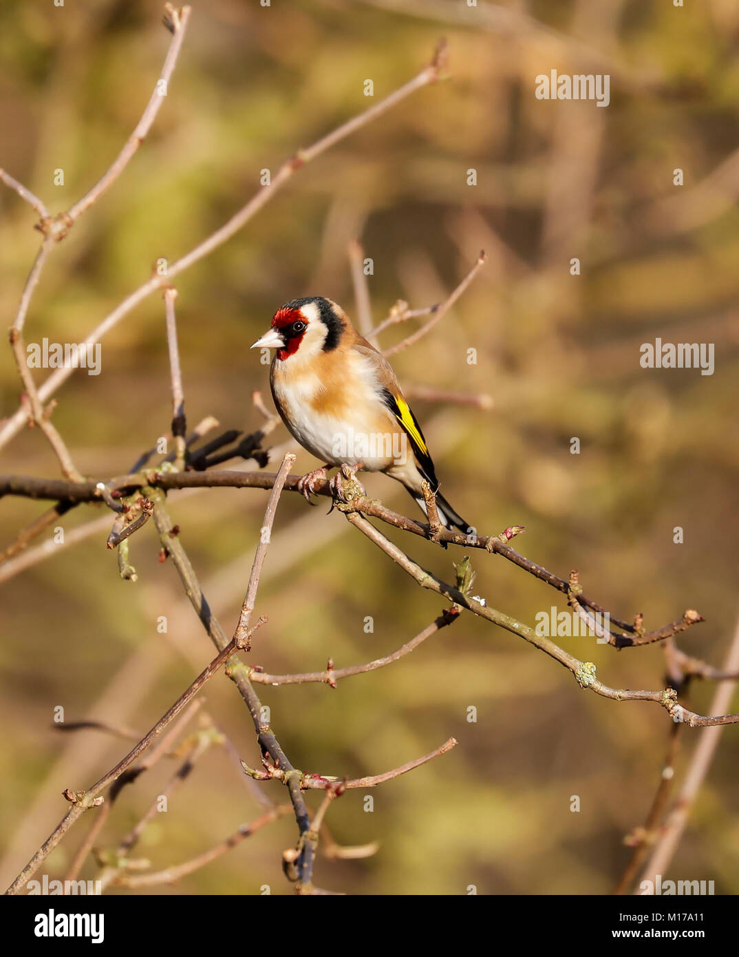Cardellino (cardueis Carduelis) Foto Stock