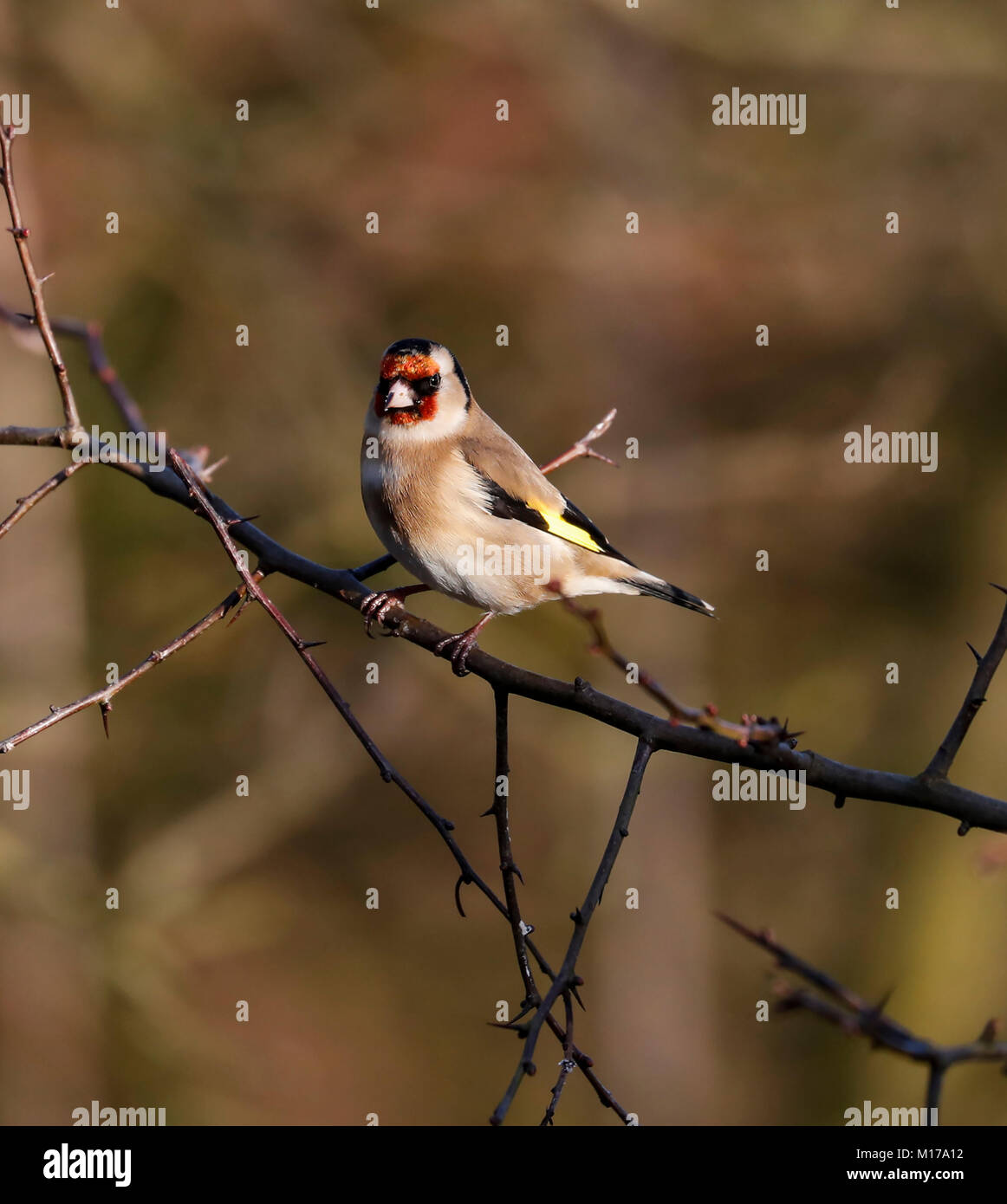 Cardellino (cardueis Carduelis) Foto Stock