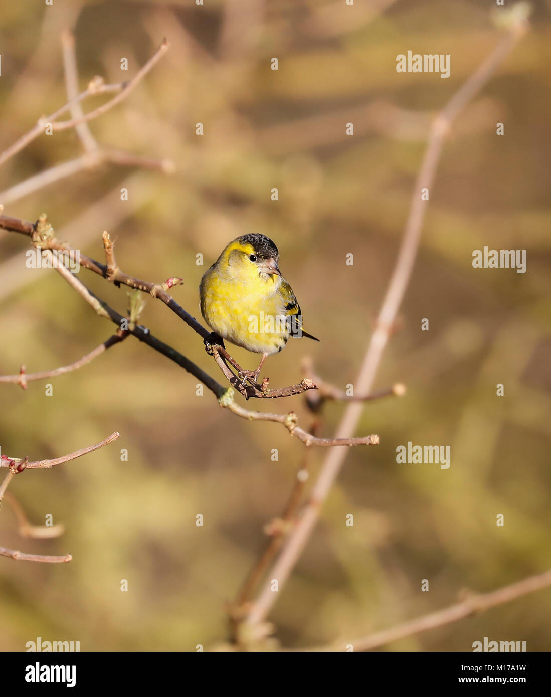 (Lucherino carduelis spinus) Foto Stock