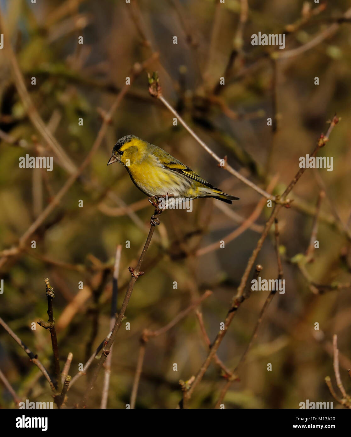 (Lucherino carduelis spinus) Foto Stock