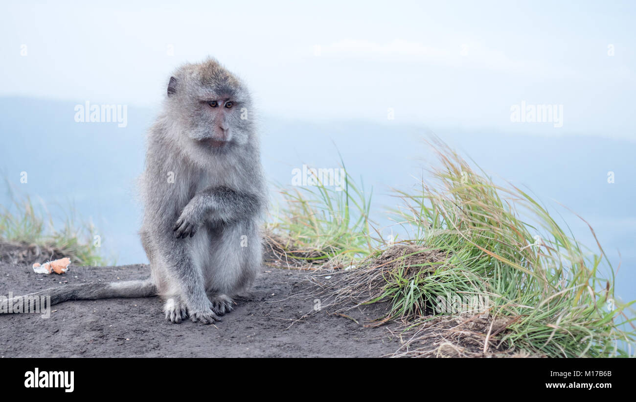 Triste monkey seduto sulla cima del monte Batur vulcano attivo in Bali, Indonesia. Macaque in montagna, habitat naturale Foto Stock
