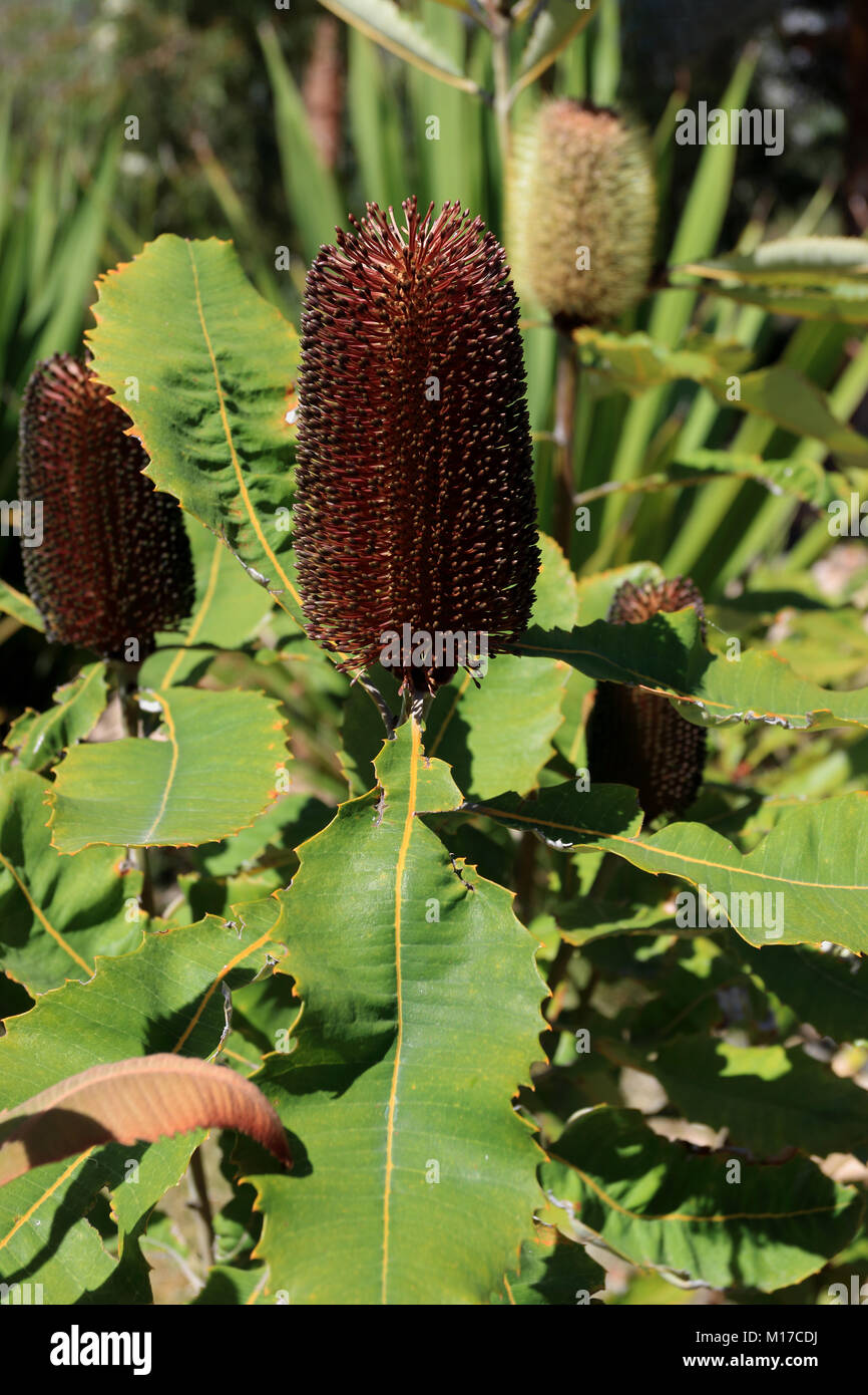 Banksia praemorsaor noto come il taglio-leaf banksia nativi Australiani fiore del Foto Stock