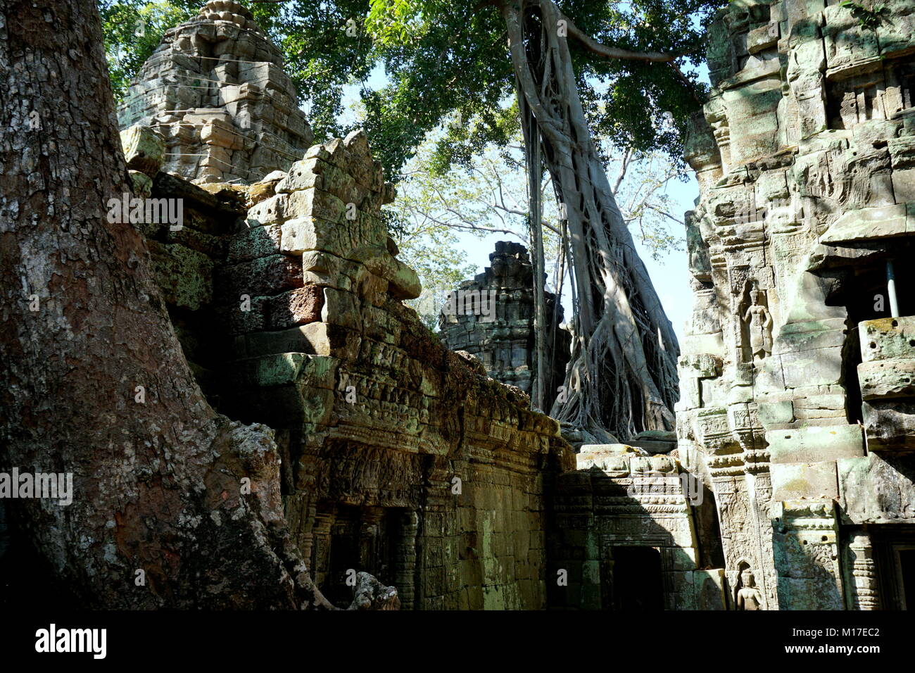 Vista del tempio di Ta Prohm e gli alberi overgrowing le antiche mura in un pomeriggio soleggiato in Cambogia la giungla. Foto Stock