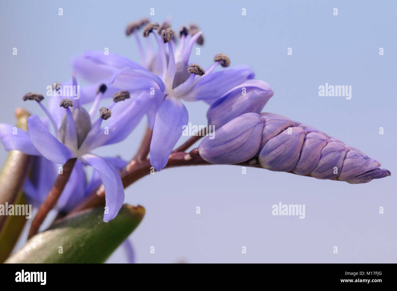 Scilla bifolia - Blaustern Foto Stock