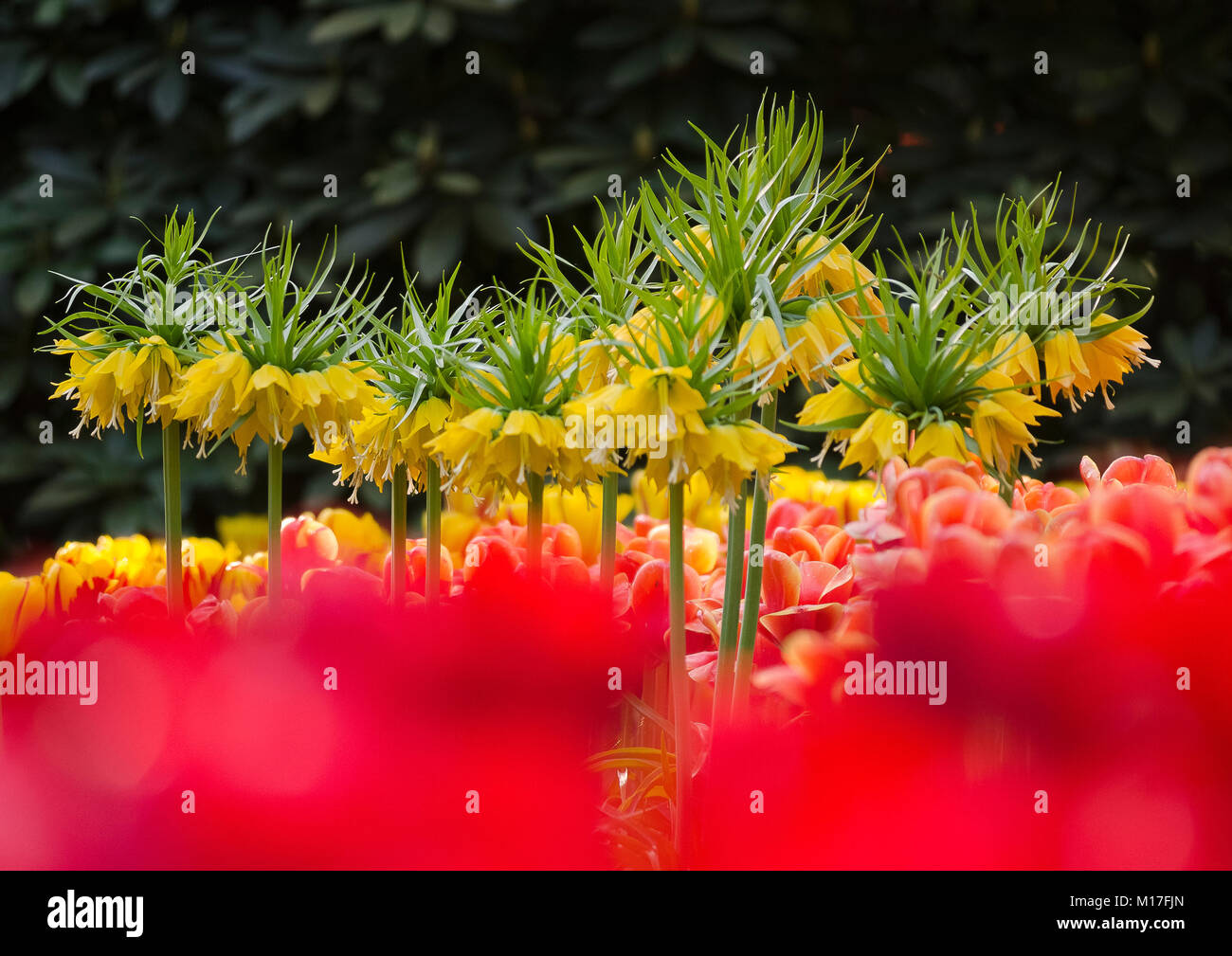 Kaiserkrone (Fritillaria imperialis) Foto Stock