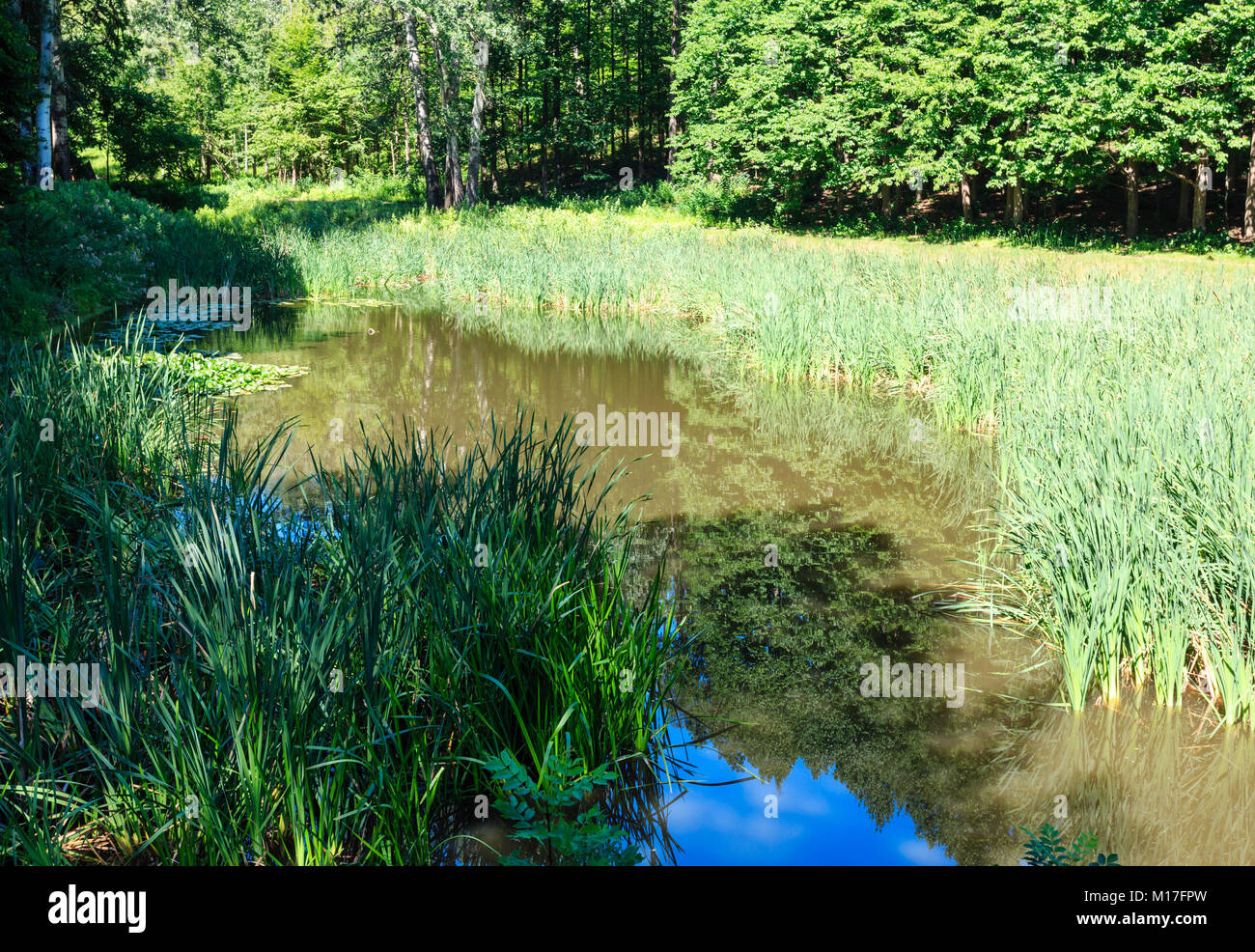 Piccola Estate Lago di superficie con riflessi verde in una zona suburbana in estate prato verde parco erboso Foto Stock