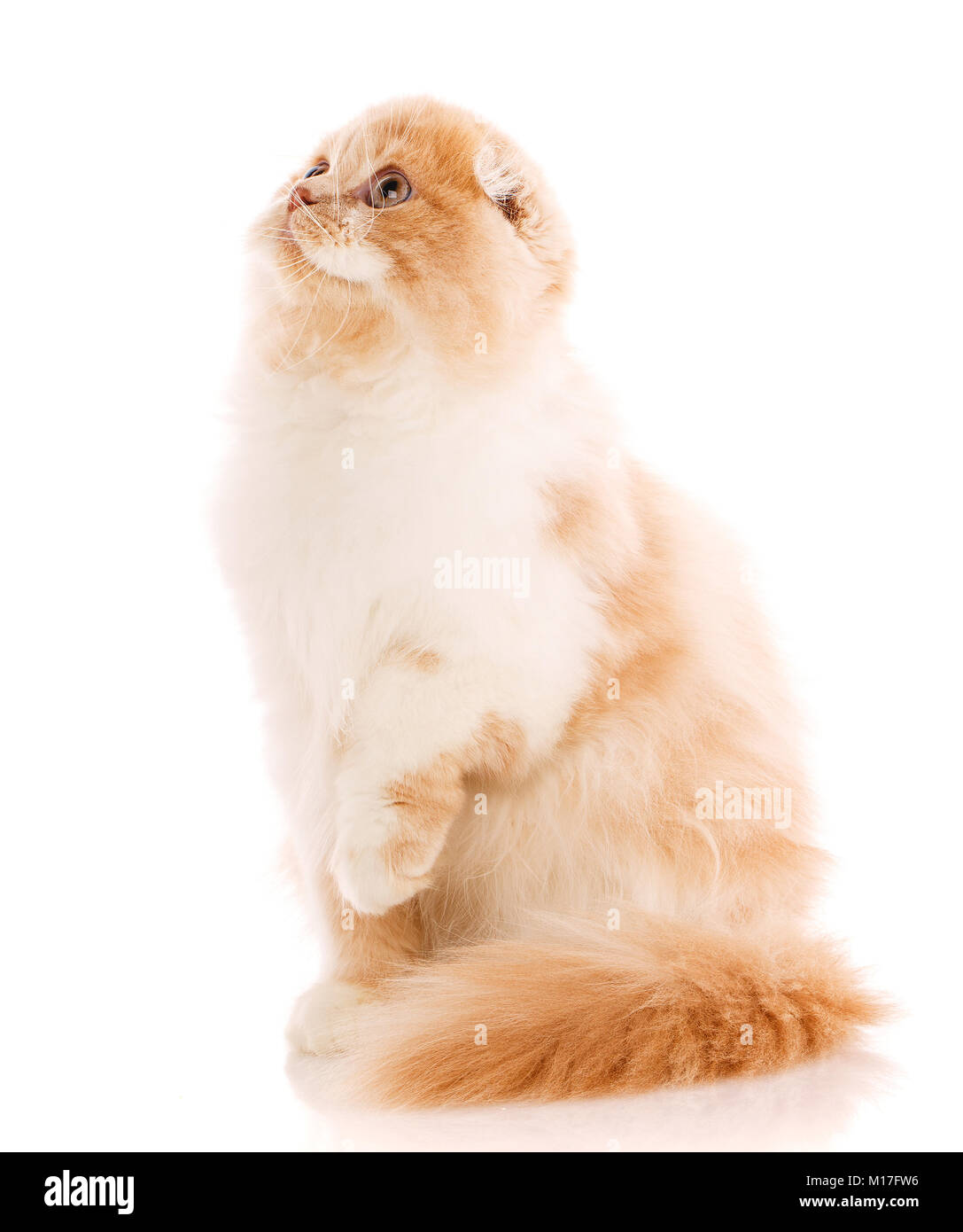 Carino giocoso i capelli rossi e il gatto bianco in piedi sulle zampe posteriori e cercando su sfondo bianco Foto Stock