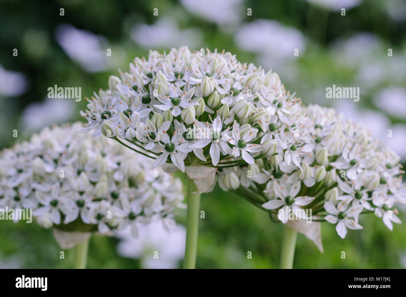 Allium - Zierlauch, allium aglio Foto Stock