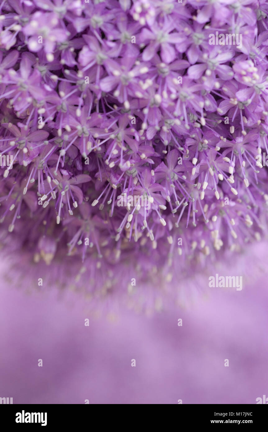 Allium - Zierlauch, allium aglio Foto Stock