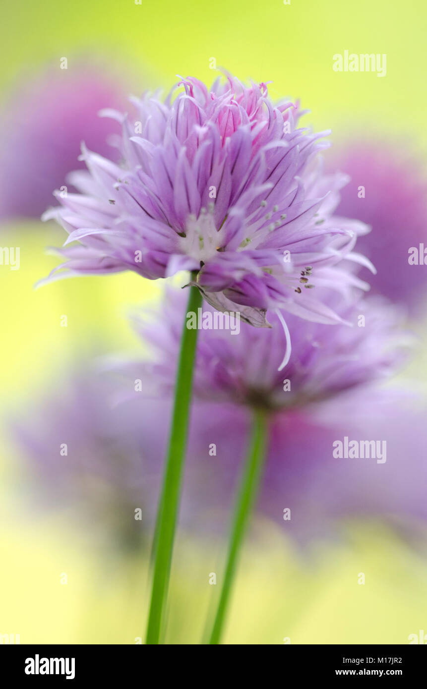 Allium - Zierlauch, allium aglio Foto Stock