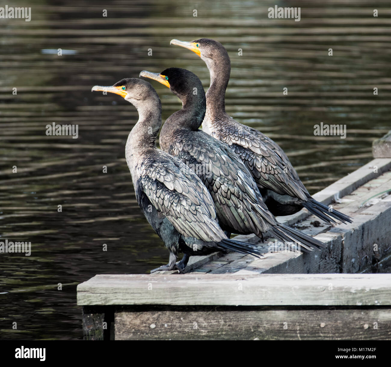 Tre aironi si affacciano sull'acqua Foto Stock