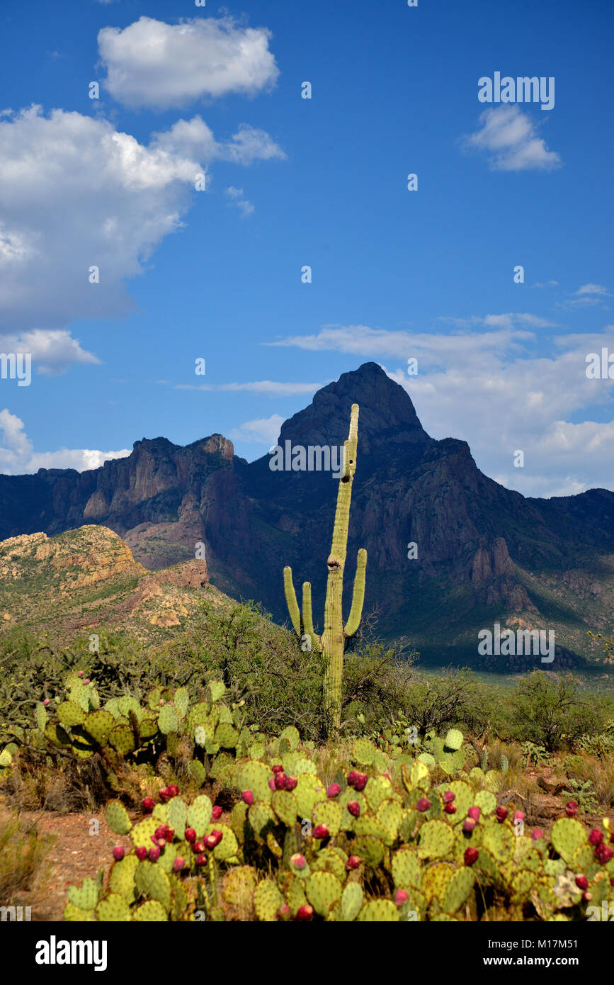 Picco di Baboquivari, Baboquivari montagne, deserto Sonoran, Tohono O'odham Prenotazione, a sud-est di vende, Arizona, Stati Uniti. Foto Stock