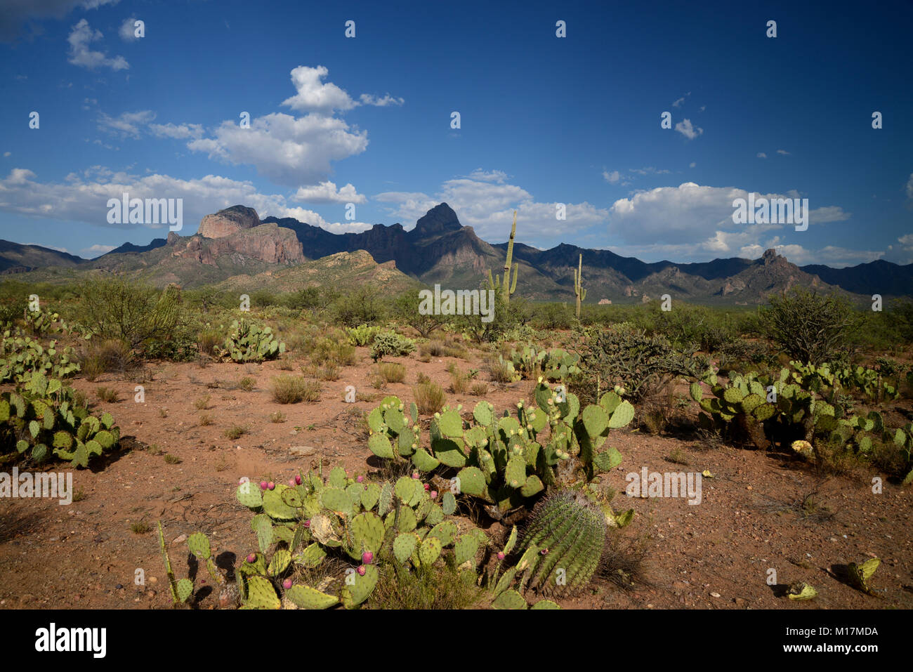 Picco di Baboquivari, Baboquivari montagne, deserto Sonoran, Tohono O'odham Prenotazione, a sud-est di vende, Arizona, Stati Uniti. Foto Stock